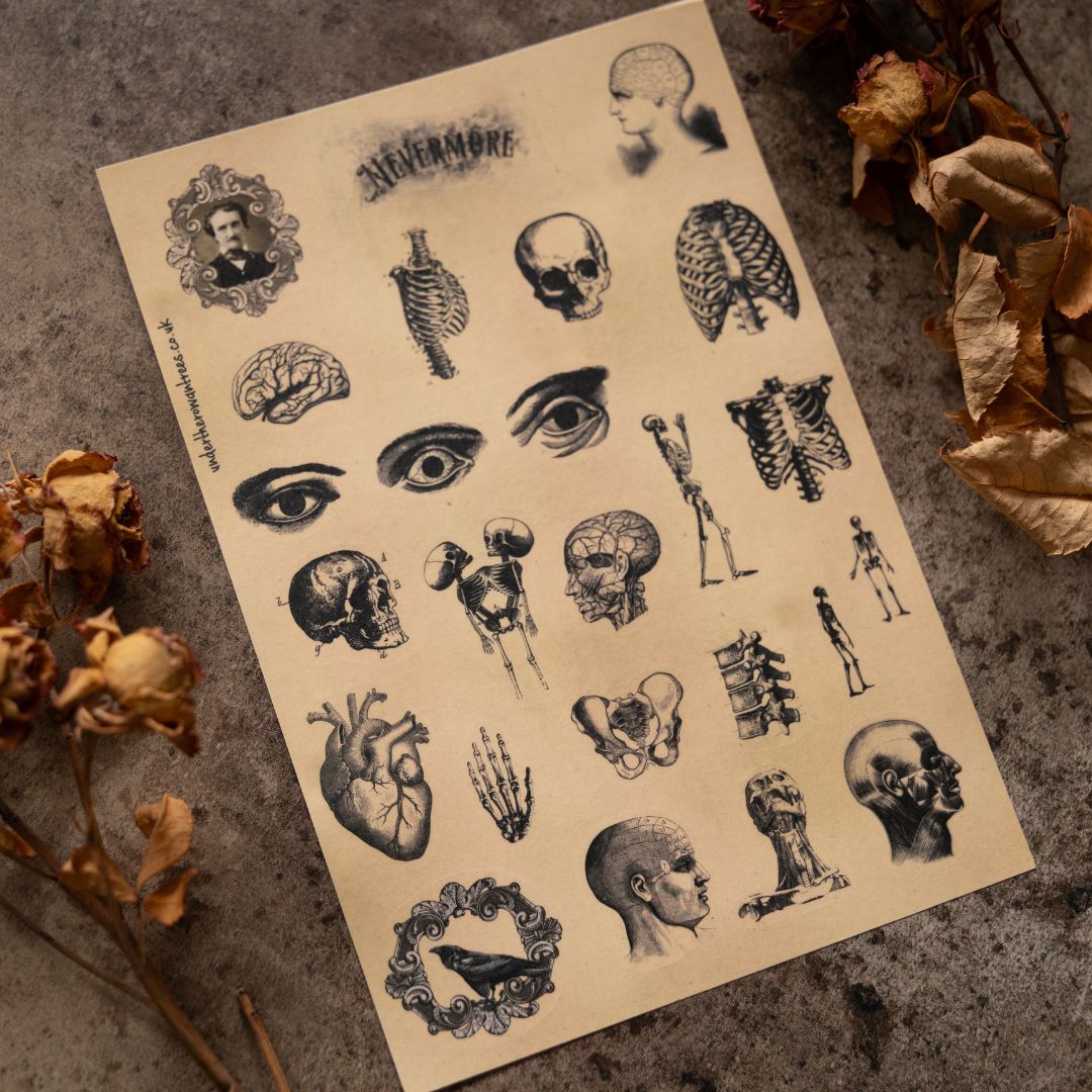 Poe's Raven Sticker Sheets-Stickers-Under the Rowan Trees-Anatomy