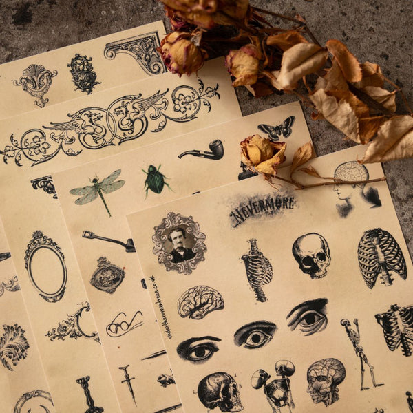 Poe's Raven Sticker Sheets-Stickers-Under the Rowan Trees-Anatomy