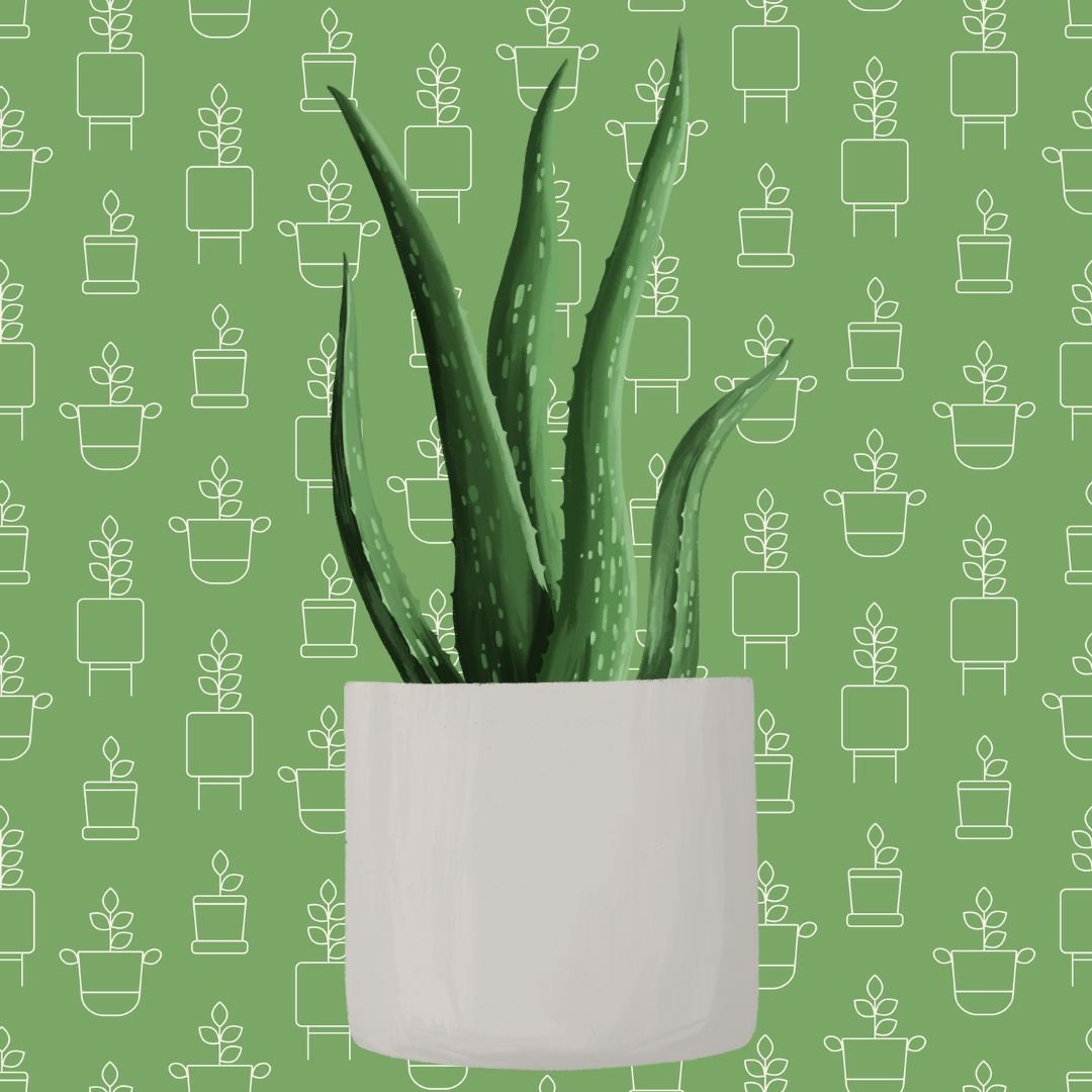 Potted plant on a green background with plant pattern
